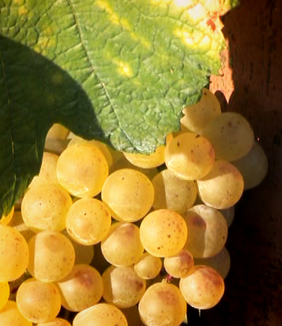 Vinobraní v Šidlenách  /  cyklus Paleta, 2013